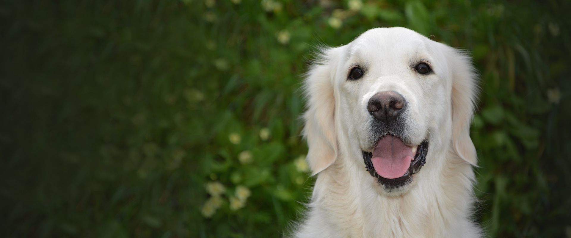 smiling white furry dog