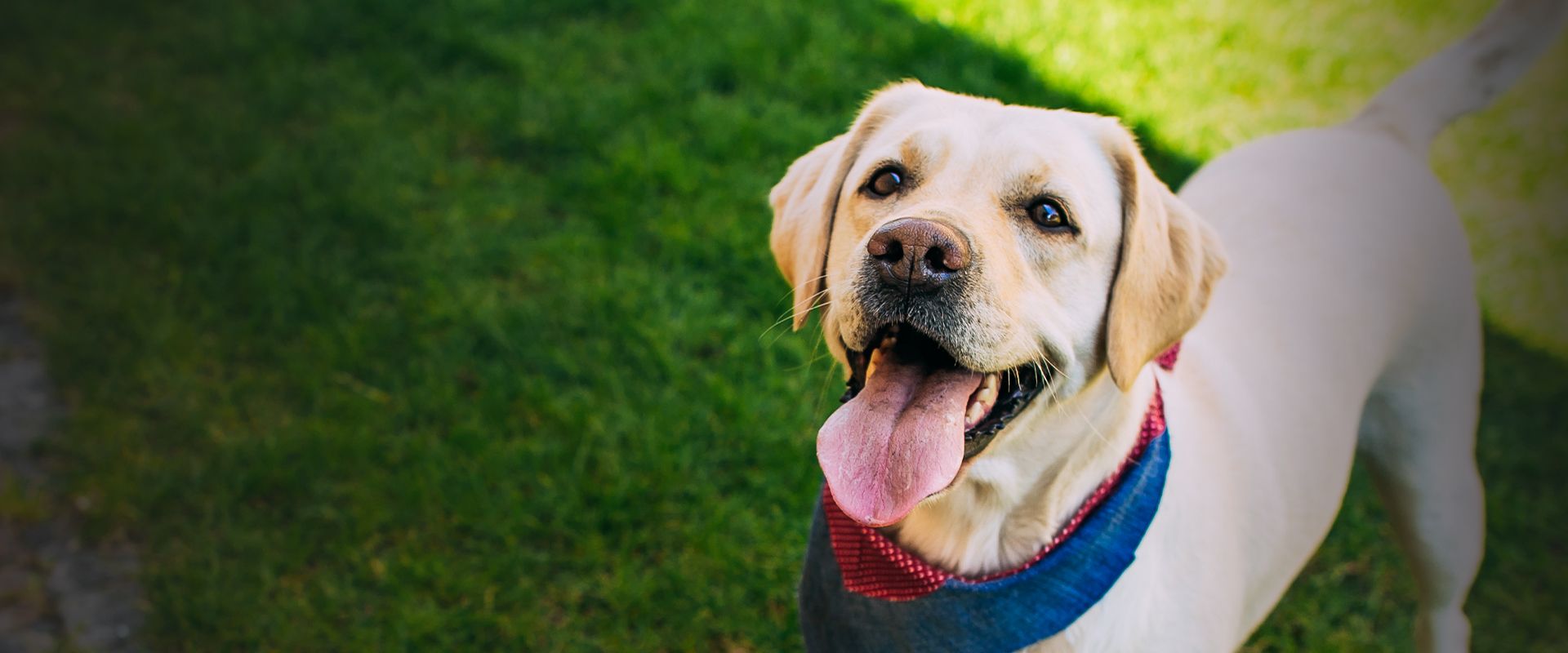 smiling labrador dog standing on green grass