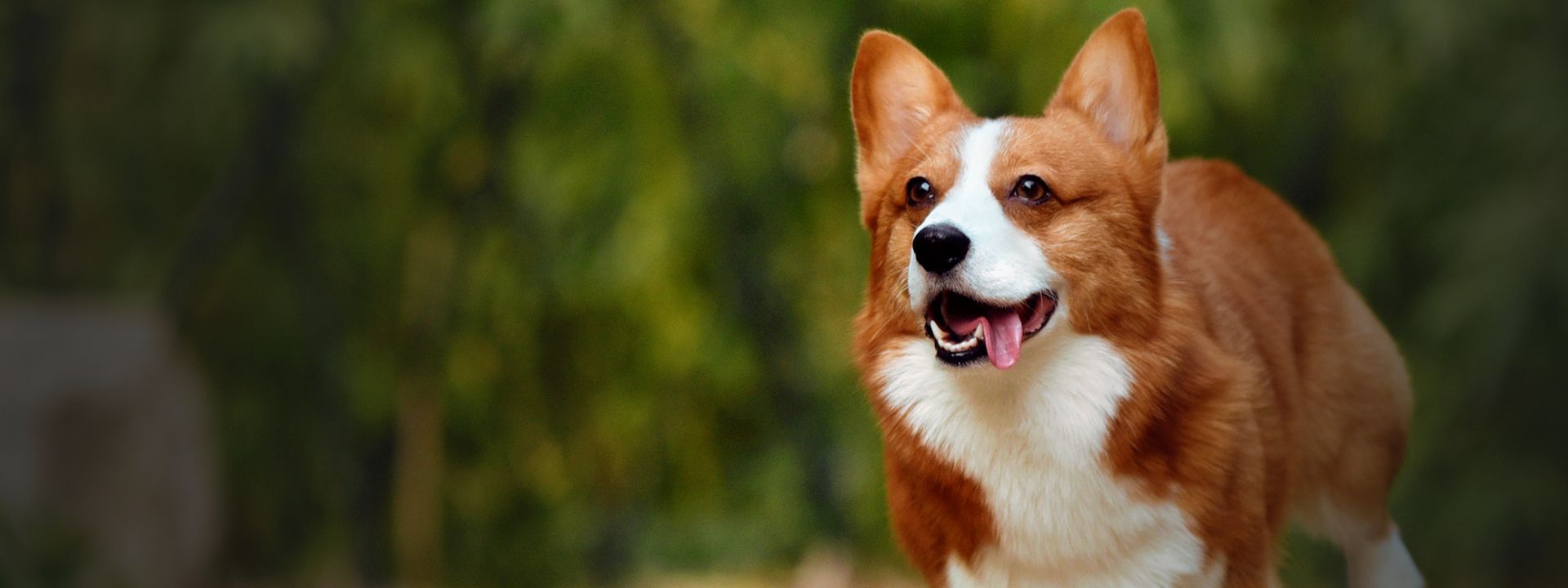 corgi dog running in the park