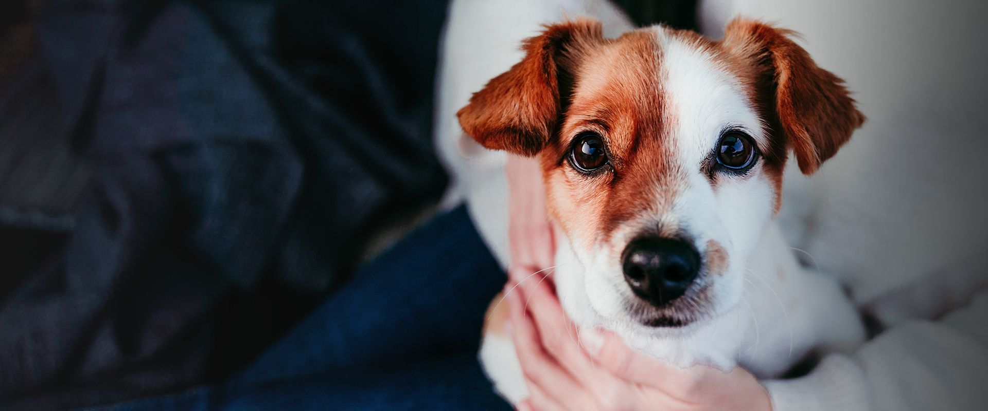 jack russell dog with his owner