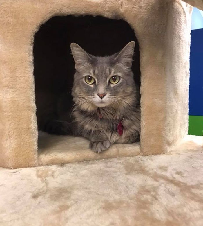 furry gray cat enjoying his stay at carefree pet resort boarding