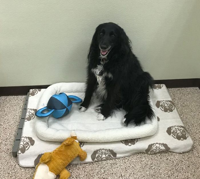 happy dog at carefree pet resort boarding