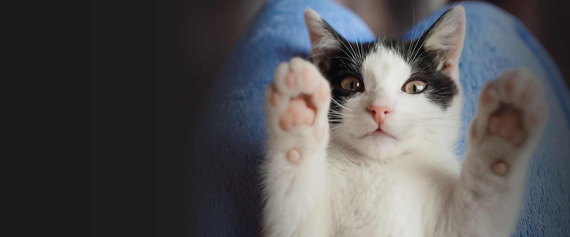 white and black cat lies on woman's knees