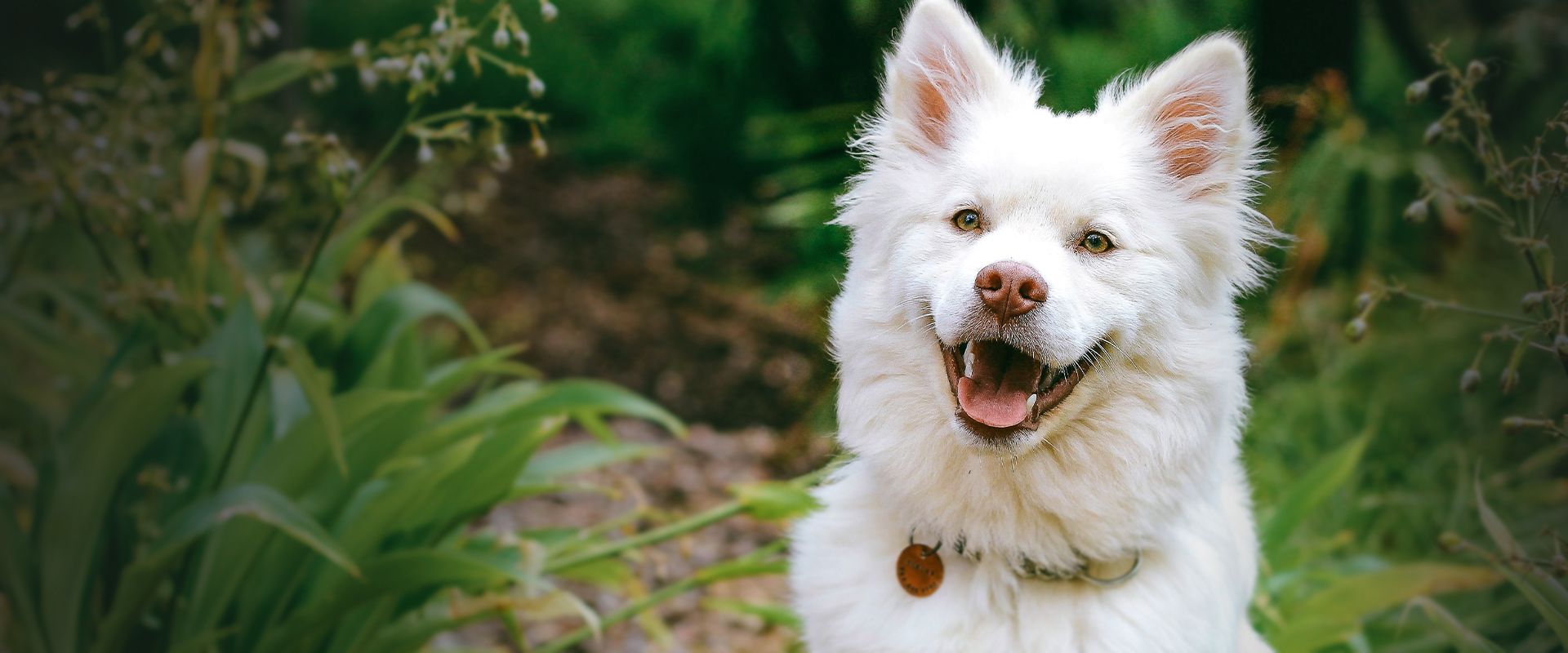 white furry dog in the woods